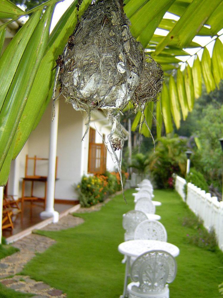Water Garden Hotel Belihuloya Buitenkant foto